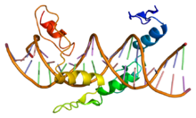 Protein YY1 PDB 1ubd.png