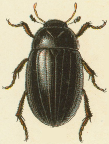 Reitter-1908 table79 Hydrochara caraboides adult.png
