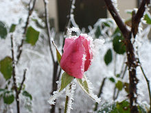 Rose - frost.jpg