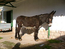 Asno semental zamorano (garañón)