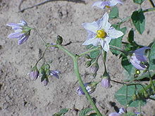 Solanum gourlayi1.jpg
