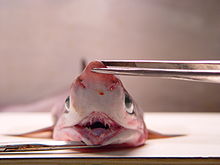 Teeth of sharpnose sevengill shark (Heptranchias perlo.jpg