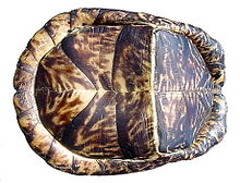 hand holding a turtle up so that we see the bottom of it. It has a pleated look with noticeable hinging and bending of the lower shell, running crosswise.