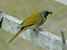 Yellow throated honeyeater with insect.jpg