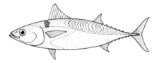 Auxis thazard thazard (frigate tuna).gif