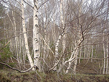 Betula aetnensis02.jpg