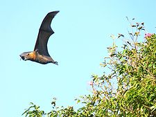 Flying bat with tree orig.JPG