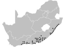 Distribución de H. albiflos en Sudáfrica.