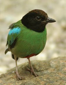 Hoodedpitta3.jpg