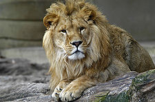 Lion zoo antwerp 1280.jpg