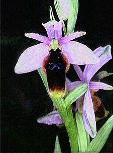 Ophrys lunulata.jpg