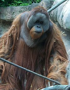 OrangutanP1.jpg