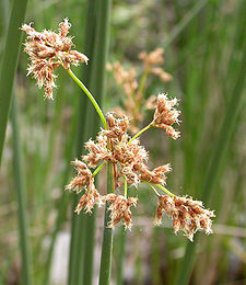 Scirpus californicus flowers 2005-03-24.jpg