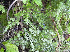 Starr 031118-0034 Lygodium japonicum.jpg