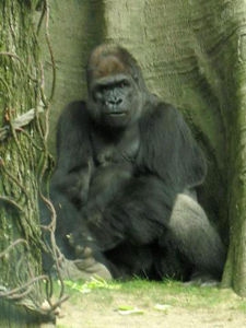 Stavenn Gorilla gorilla 00.jpg