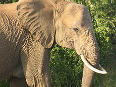 African Elephant by thesaint.jpg