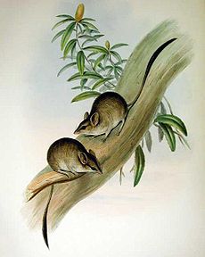 Antechinomys lanigera - Gould.jpg