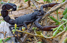 Black scorpion.jpg