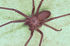 Brown recluse spider, Loxosceles reclusa.jpg