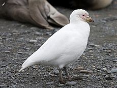 Chionis blanc - Pale-faced Sheathbill.jpg