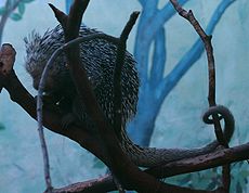 Coendou prehensilis - Buffalo Zoo.jpg