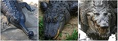 Comparison - Crocodilia.jpg