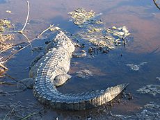 Crocodylus acutus.jpg