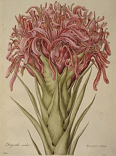 Doryanthes excelsa (Illustrationes Florae Novae Hollandiae plate 13).jpg