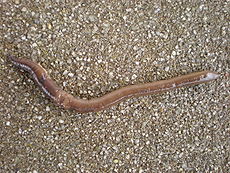 Earthworm on concrete.JPG