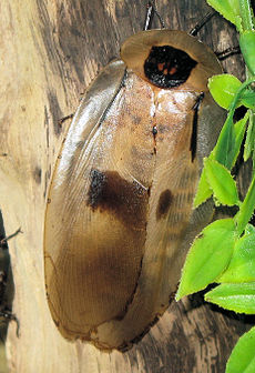 Giant brazilian cockroach closeup arp.jpg