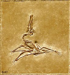 Gnathosaurus macrurus 1.jpg