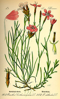 Illustration Dianthus deltoides0.jpg