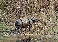 Indian rhinoceros.jpg