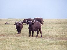 Kaapse Buffel in Sweetwater Nat Park Kenya.jpg