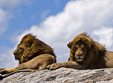 Lions on rock-2.jpg