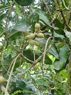 Macadamia integrifolia.jpg