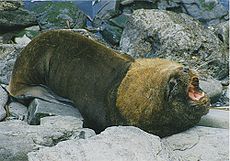 Male southern sea lion.jpg