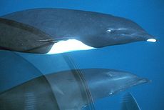 Northern right whale dolphin.jpg