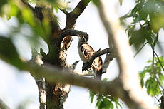 Pheasant Cuckoo 2396619159.jpg