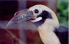 Philippine tarictic hornbill callanbentley011.jpg