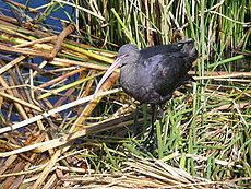 Puna Ibis.jpg