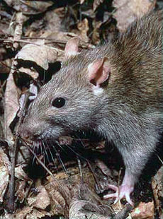 Rattus norvegicus 1.jpg