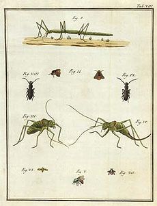 Rossi fauna etrusca 1790.jpg