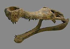 Sarcosuchus skull.JPG
