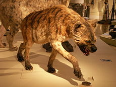 Short-faced hyena1.JPG