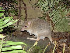 Tasmanian Bettong (female).JPG