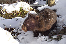 Vombatus ursinus (Wombat in snow).jpg