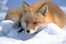 Vulpes vulpes laying in snow.jpg