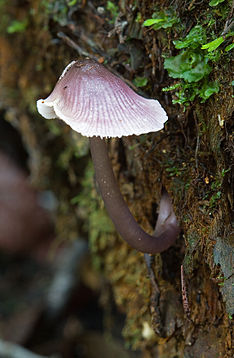 Unidentified Fungi 5994.jpg