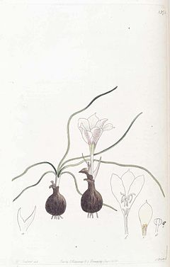 1371 Zephyranthes americana.jpg